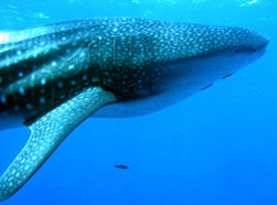 Rhincodon typus_04.jpg